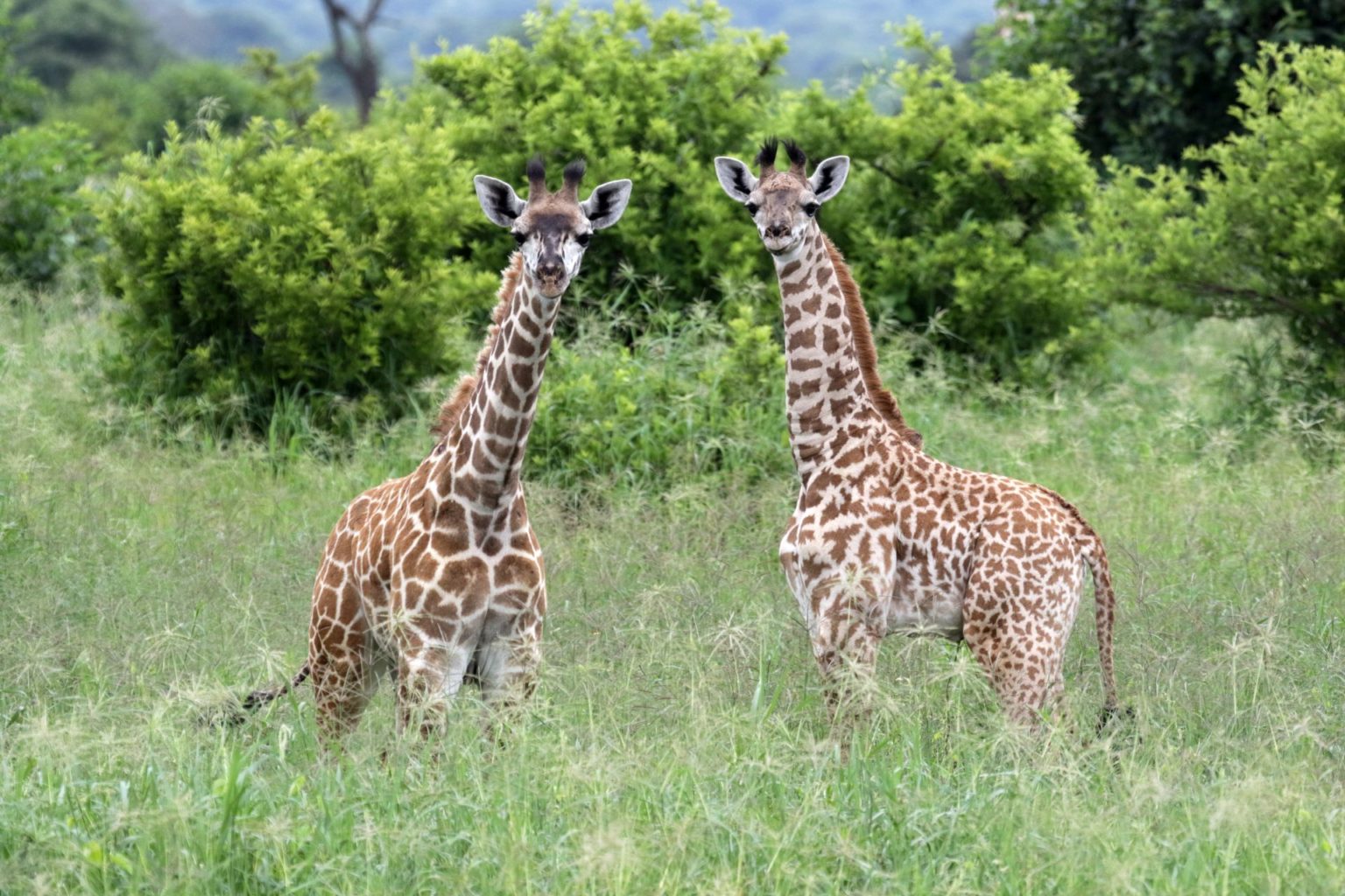 giraffe-social-communities-are-important-to-giraffe-populations-popecol