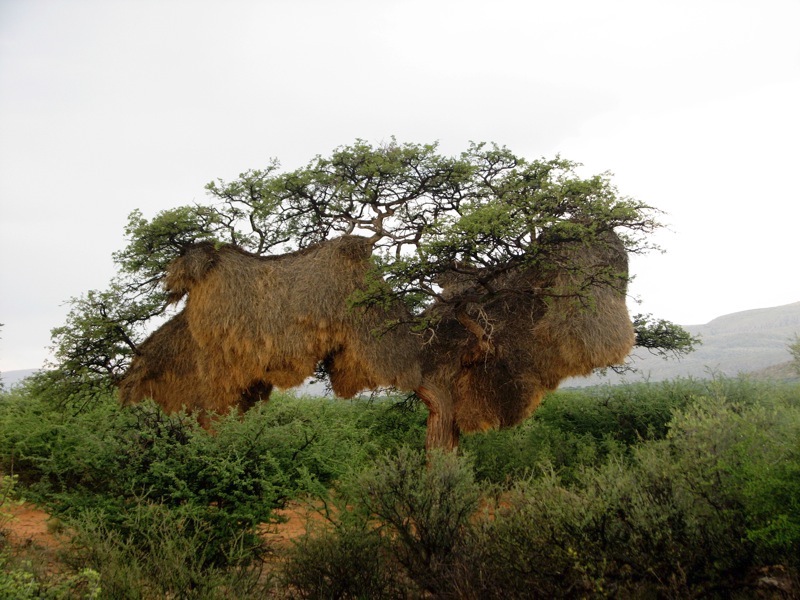 Sociable-weaver nest