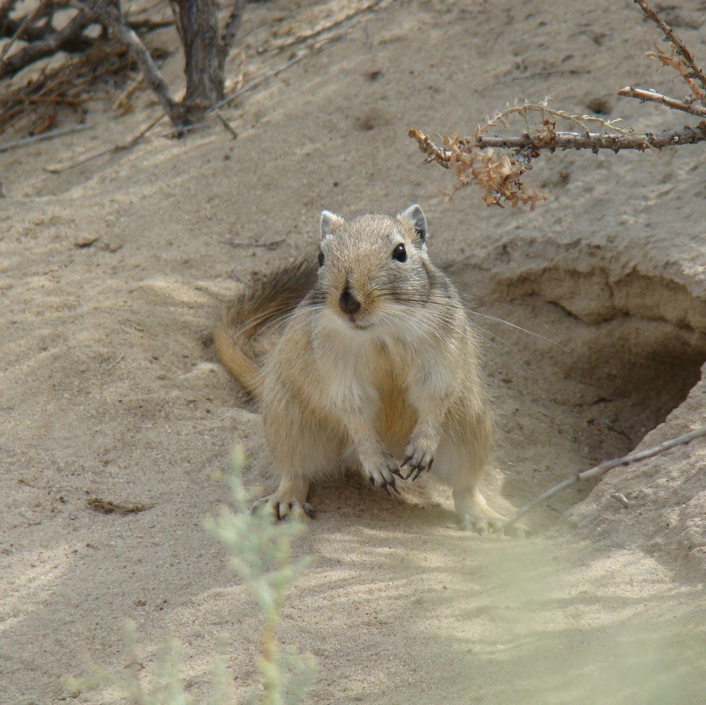 A small, sandy-coloured rodent with a pointed nose sitting at the entrance of its burrow