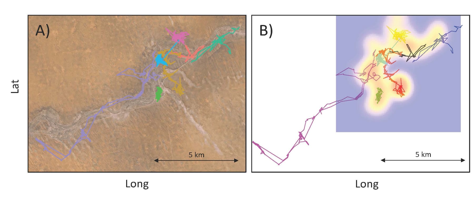 Preliminary movement data from eight dispersing coalitions fitted with GPS radio collars. Each color represents the trajectory of a different dispersing unit in (A) the environmental landscape and (B) the social context. Note the long-range dispersal event southwest of VLF152 (violet/pink)! In (B) a utilization distribution map for the main study area is created based on the location of territorial groups (warm color= high encounter likelihood, cold colors= low encounter likelihood); long range dispersal event may end in areas where the social context is unknown (white)