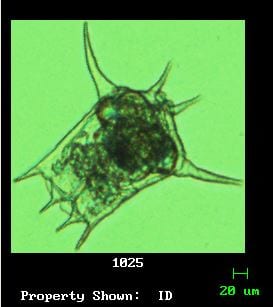 Brachionus