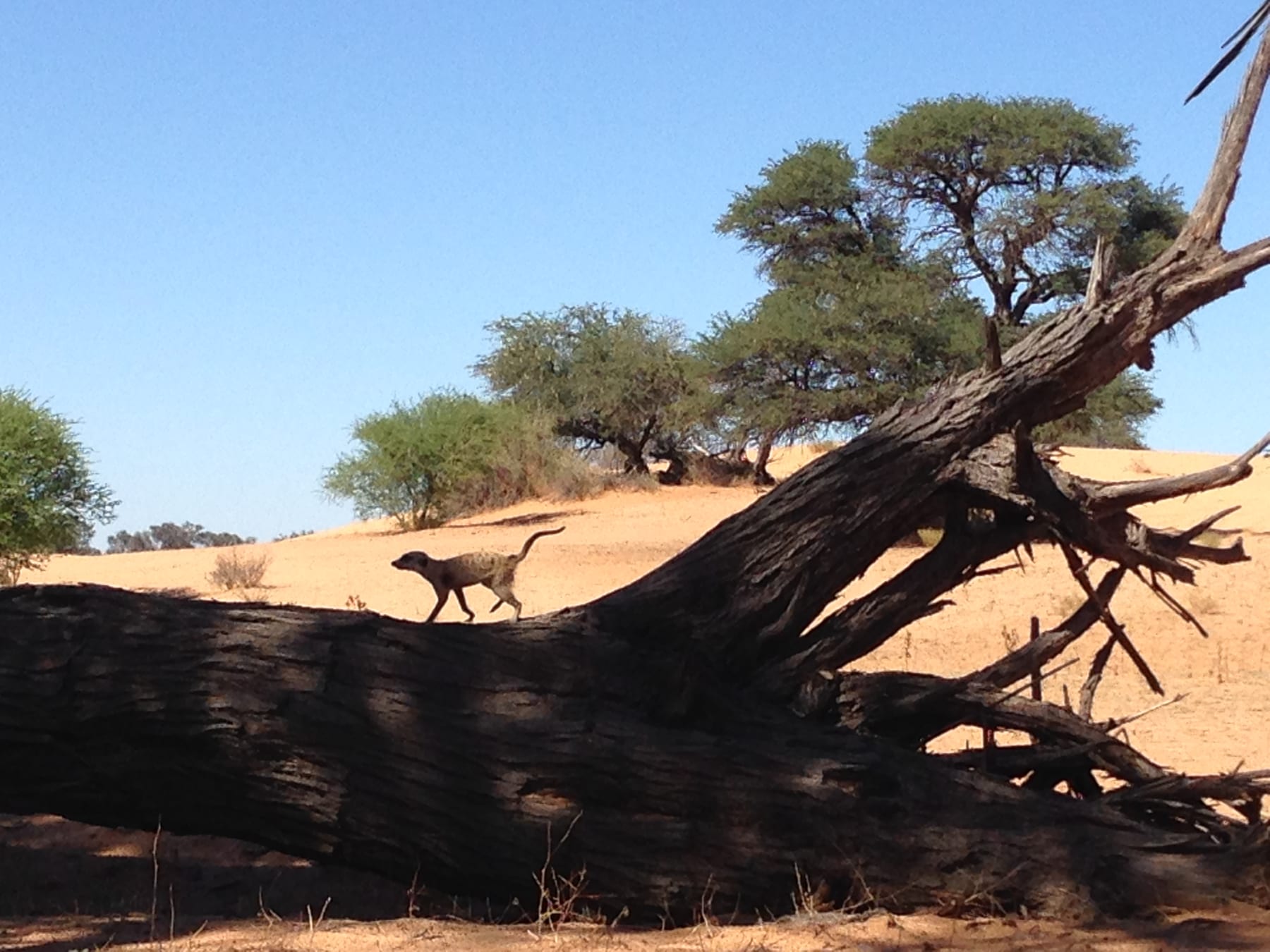 18 ‘Hakuna Matata, my friend!’
