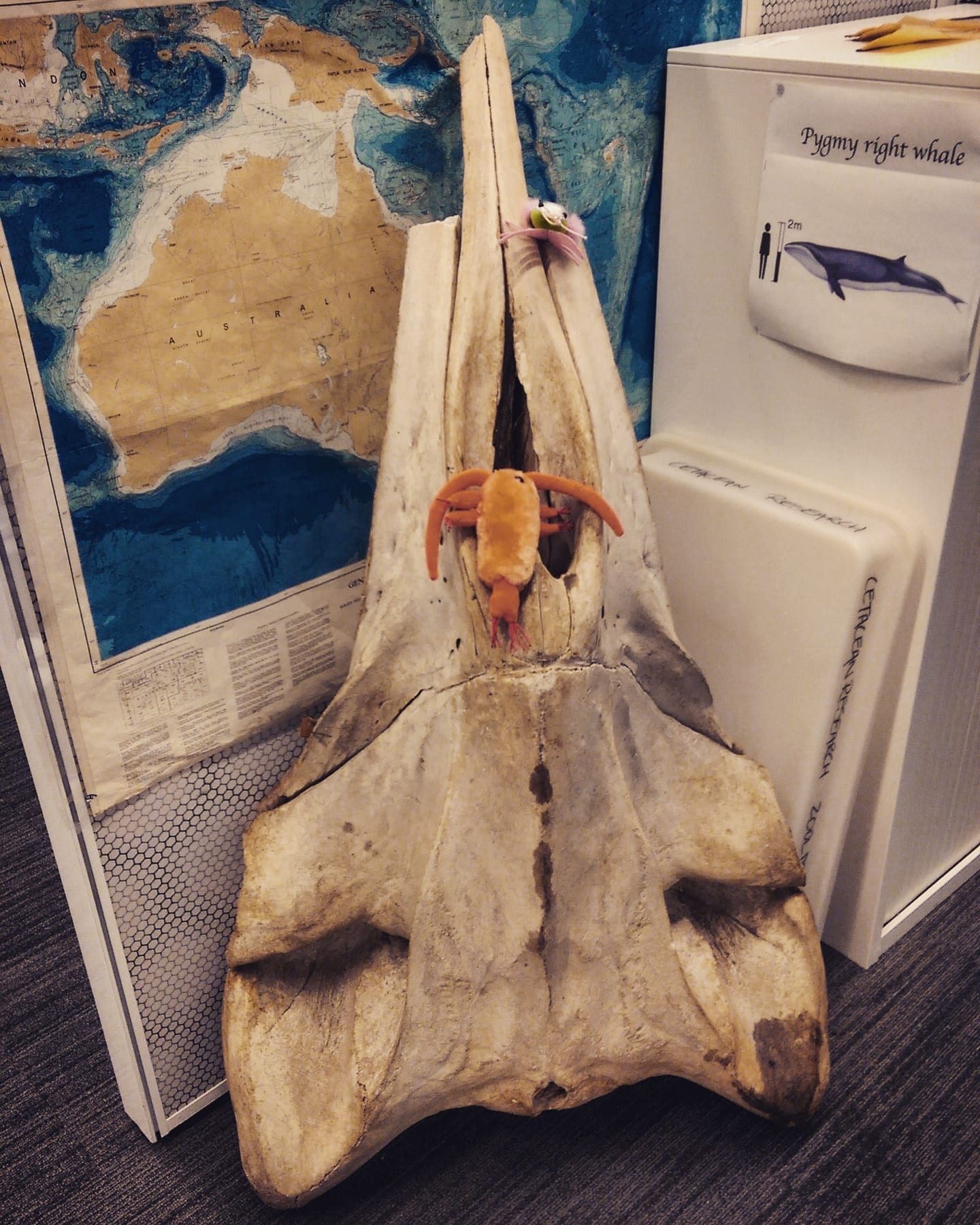 A large, pale whale skull propped up in an office in front of a map of Australia, with a toy krill on it and a 'Pygmy right whale' sign beside it.