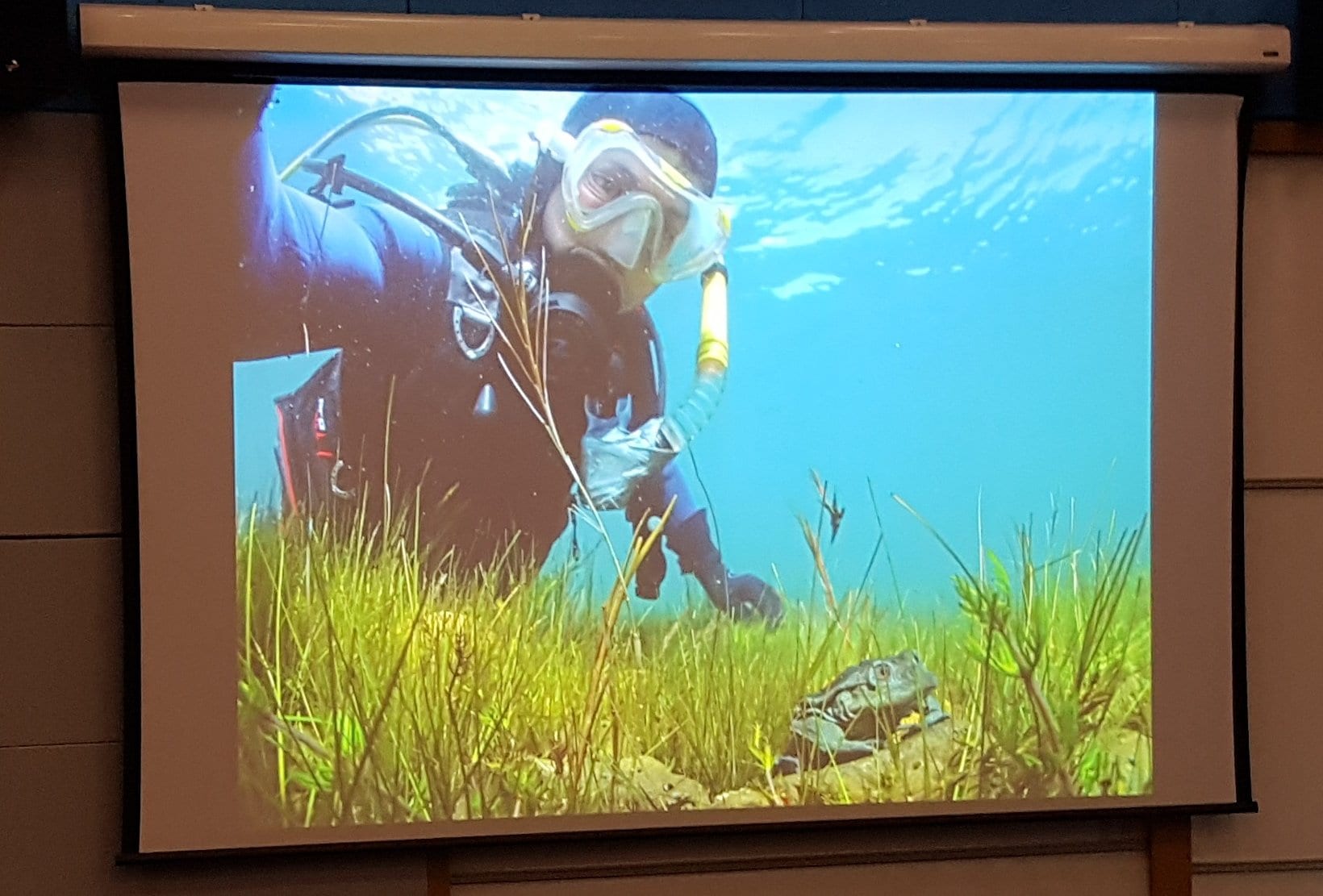 Undoubtedly a new life-goal for me: Arturo Muñoz Saravia surveying breeding behaviour of the Titicaca Water Frog through high-altitude scuba divingPhoto credit: @TetZoo