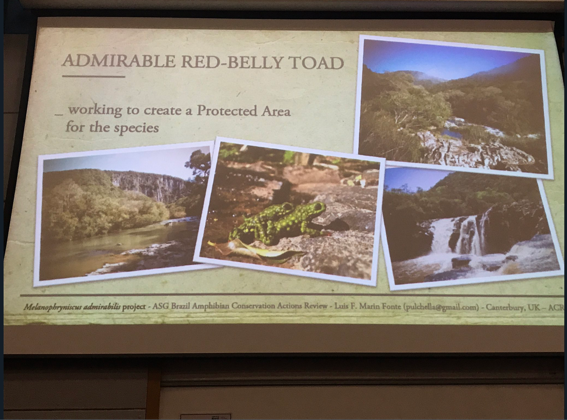 The inspirational story of the Admirable Red-belly toadPhoto credit: @AgentAmphibian