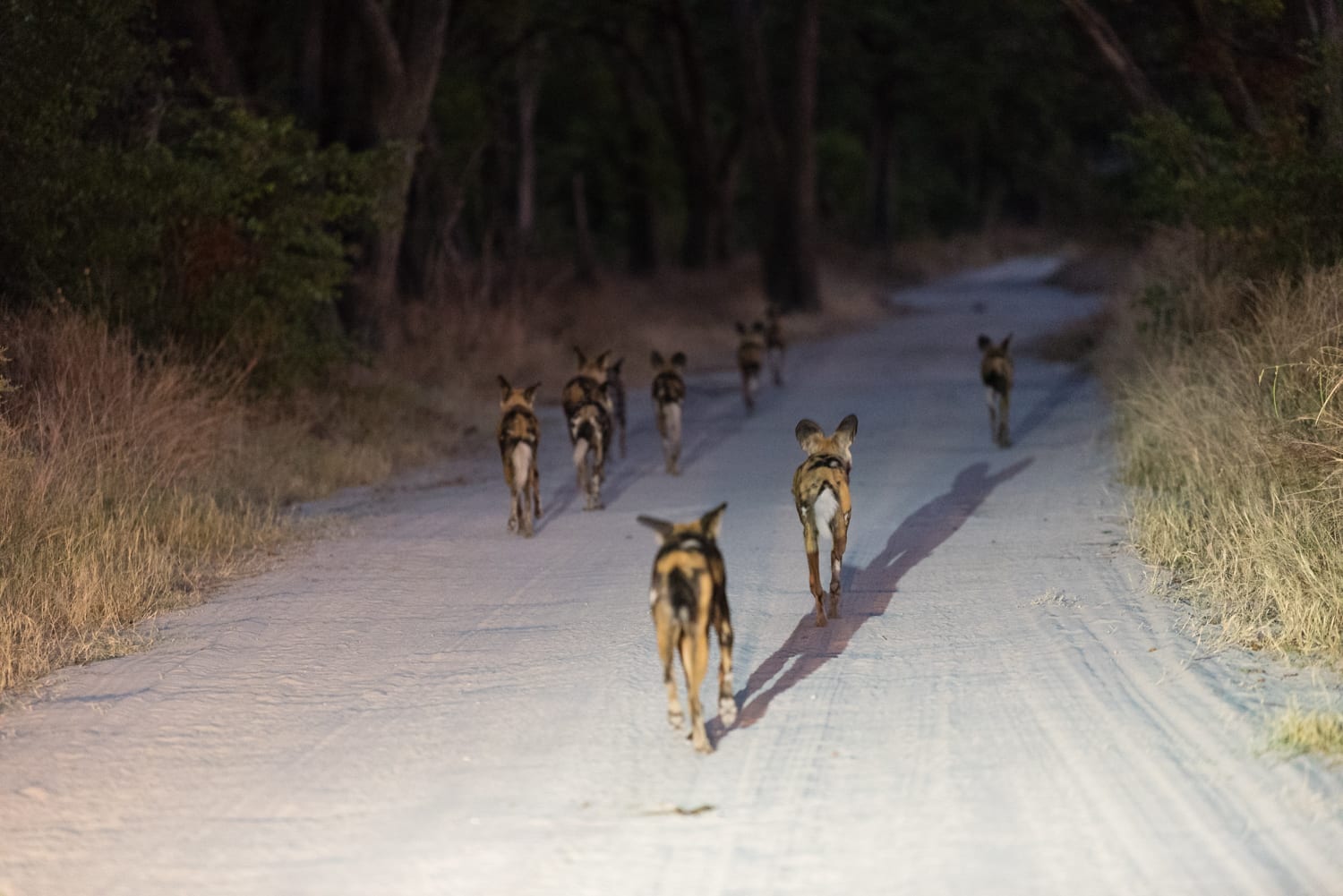 Our first encounter of ‘Mula’ pack as they were trotting along the road for an evening hunt.