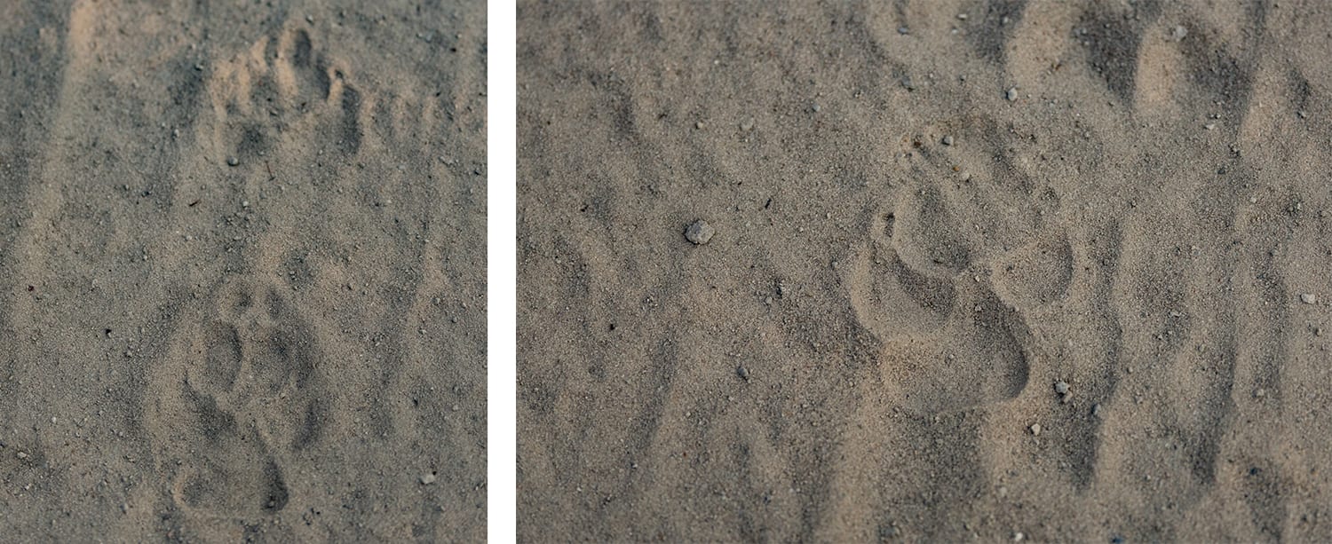 Wild dog tracks (left) are not always as distinguishable from hyena tracks (right). As the substrate gets softer, details of the paw vanish quickly. We learned from ‘Tico’ that it comes down to looking for gait patterns such as spacing between the footprints in deep sand.