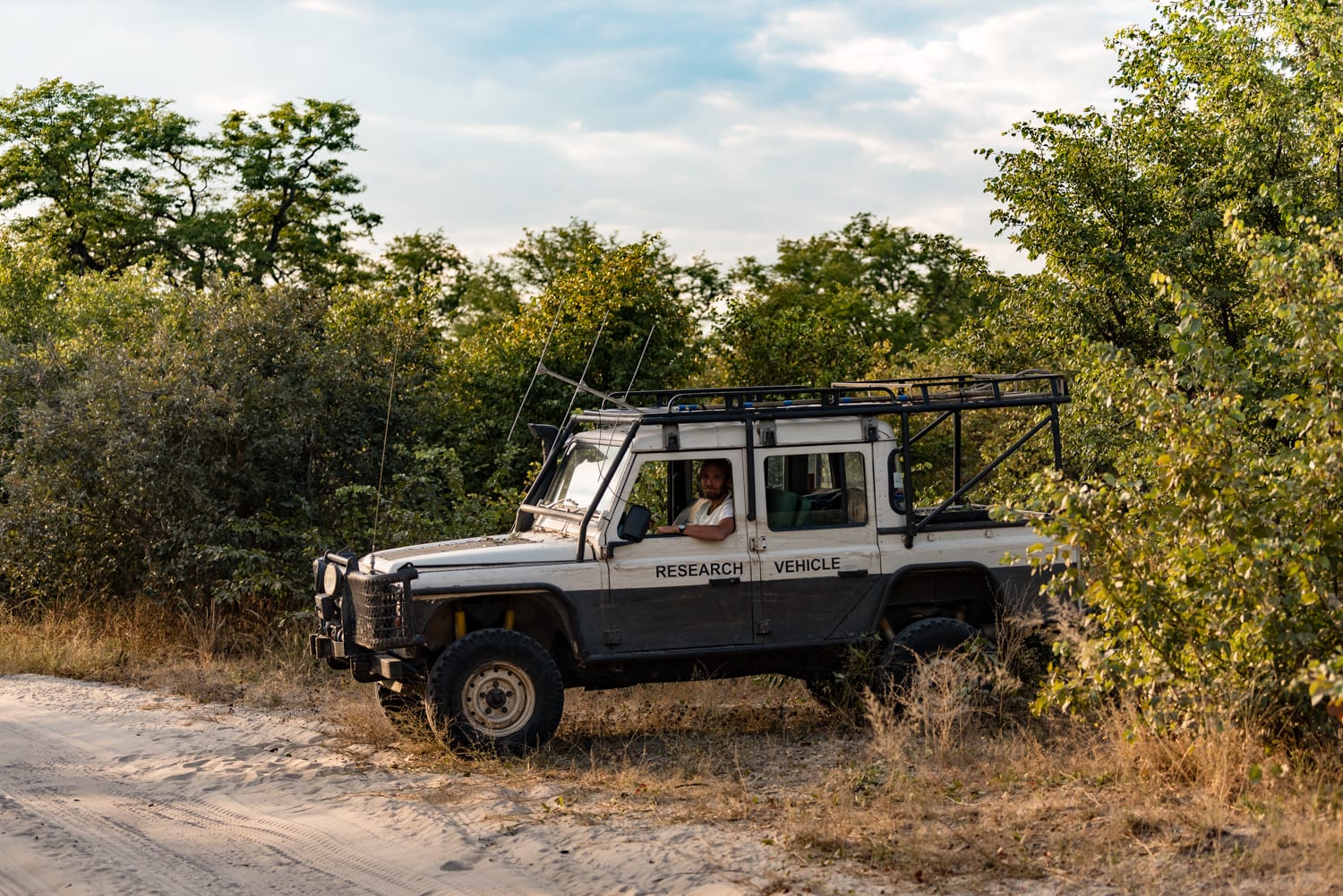 Our car parked next to the road in anticipation of the ‘Mula’ pack coming along on their way out of the presumed den site.