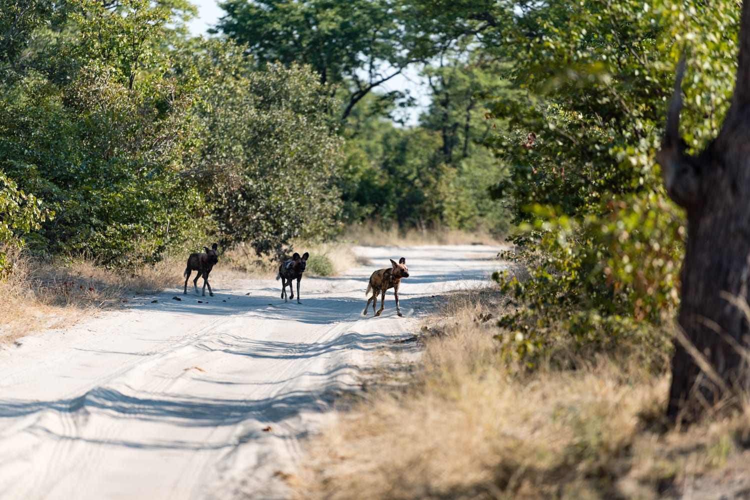 A subgroup of ‘Mula’ pack crossing the road on their way back to the den site