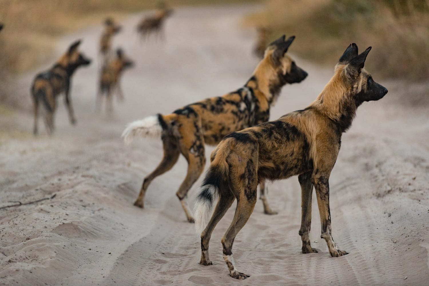 One of the identification photos we took of the ‘Mula’ pack dogs after we bumped into them early one morning.