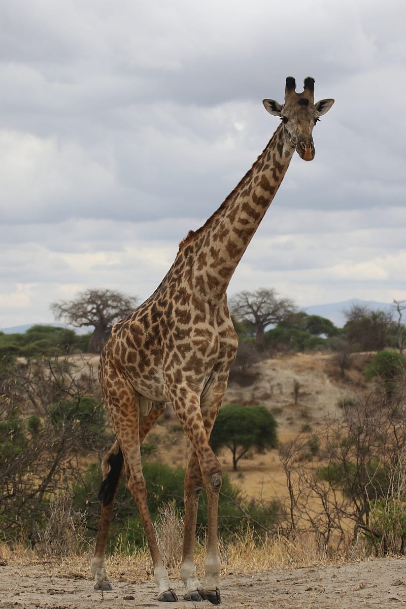 A male giraffe in Tarangire National Park