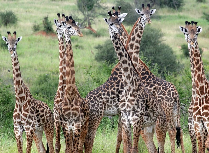 A group of young male giraffes in Tarangire National Park