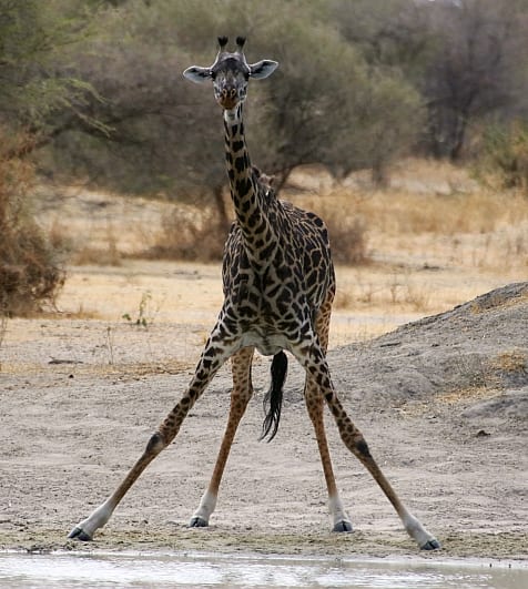 Drinking can be awkward for a giraffe