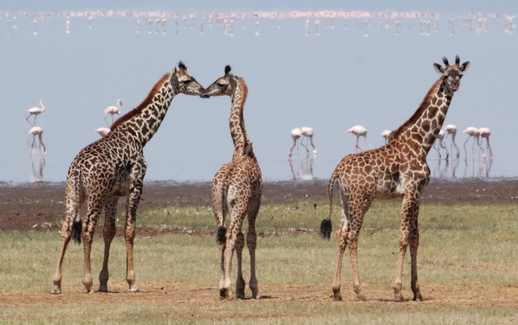 Giraffe calves in Lake Manyara National Park
