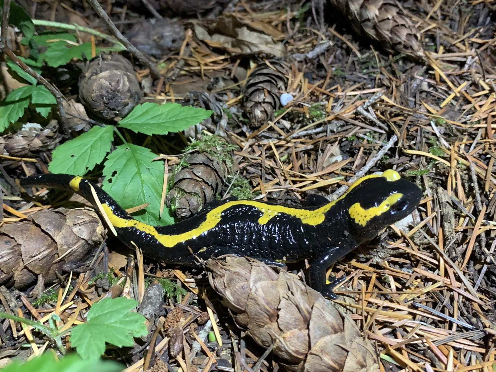A black fire salamander with bright yellow stripes on the forest floor among spruce cones and needles.