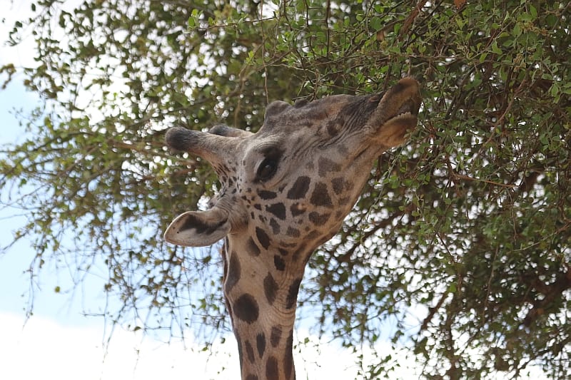 A giraffe browses on Acacia