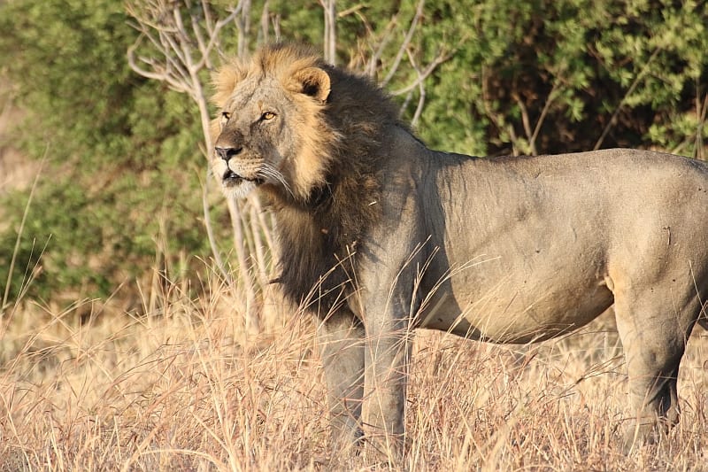 Lions prey upon giraffe calves and sometimes adults