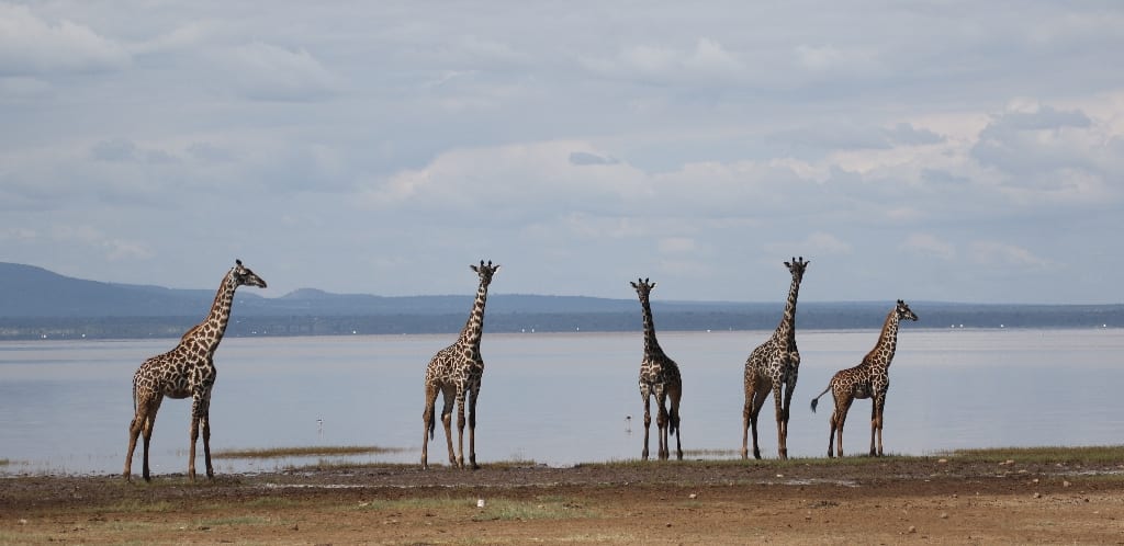 Giraffes congregating on the shore of Lake Manyara National Park, Tanzania