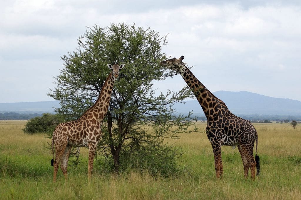 Two giraffes beside a small acacia tree in grassland, one reaching up to eat its leaves, with hills in the background.