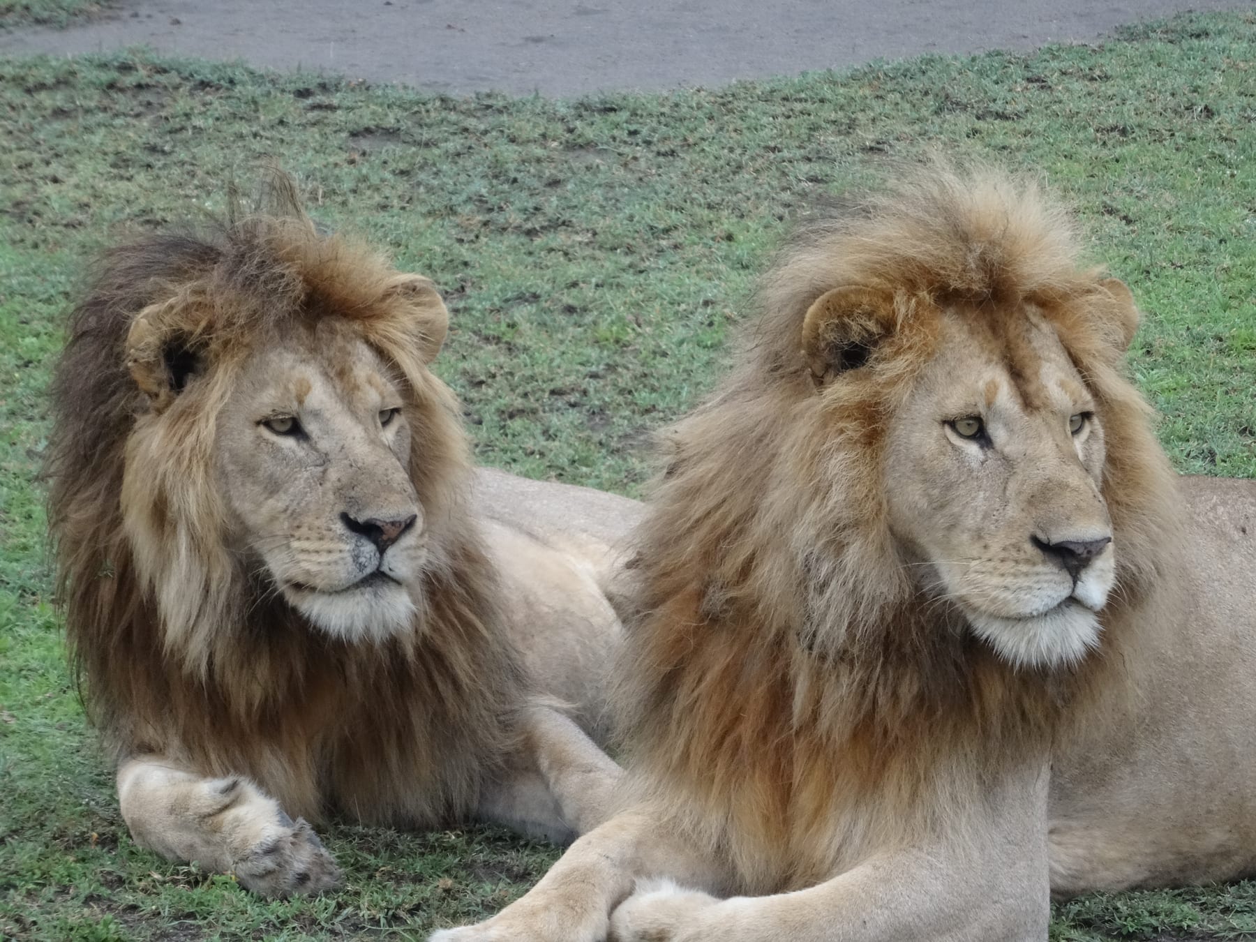 Two male lions with large manes lying side by side on short green grass.