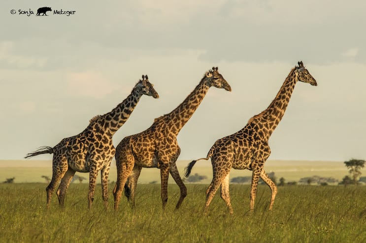 Three giraffes walking in a line through tall green grass in warm evening light.