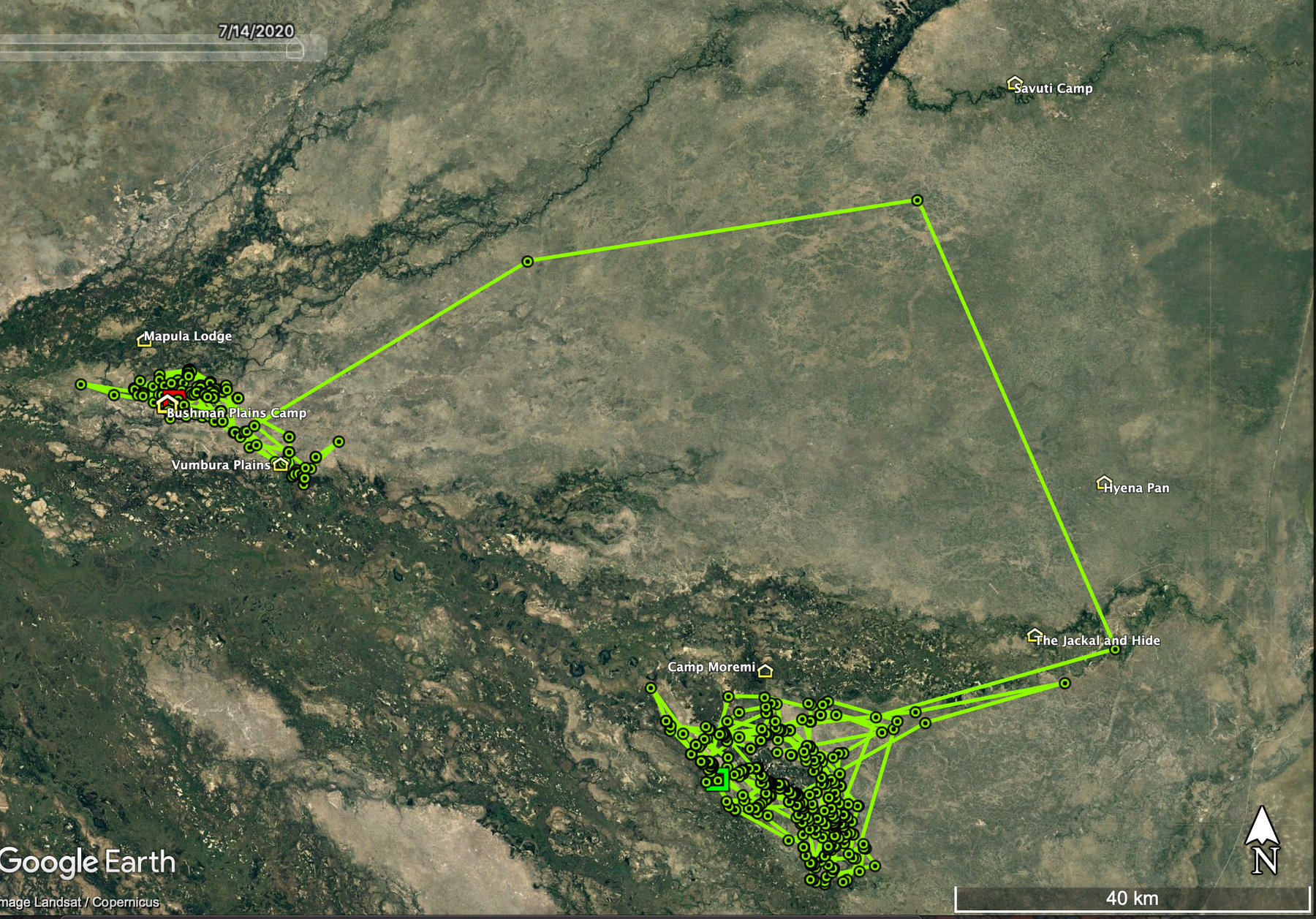 Satellite map of the Okavango Delta with a green GPS track. A dense cluster of points in the south-east, near Camp Moremi, is joined by long straight lines to a second cluster in the north-west, near Bushman Plains Camp and Vumbura Plains. Scale bar: 40 km.