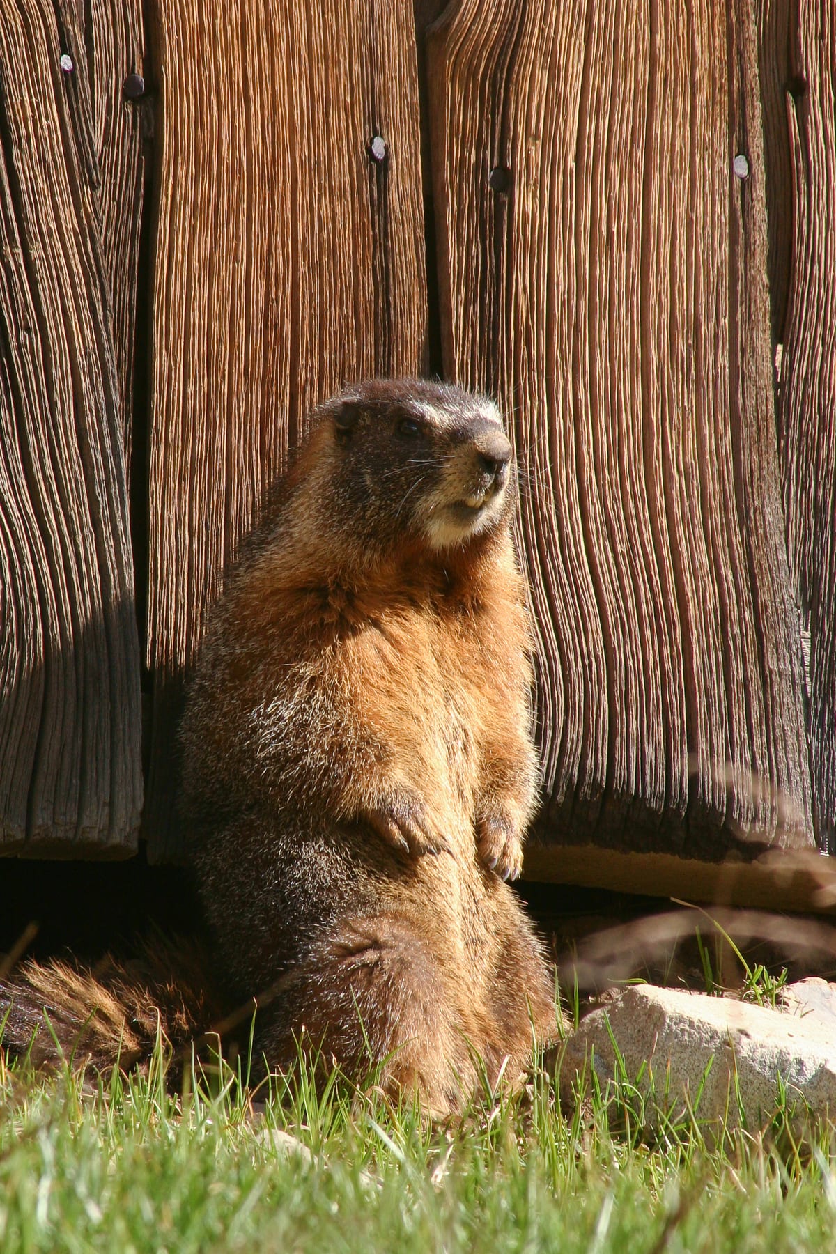 A yellow-bellied marmot sitting upright on grass in the sun, in front of a weathered wooden wall.