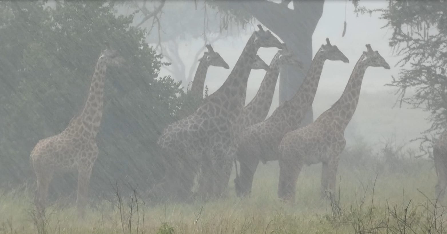 Masai giraffes in a heavy downpour, Tanzania. Photo credit: Derek Lee