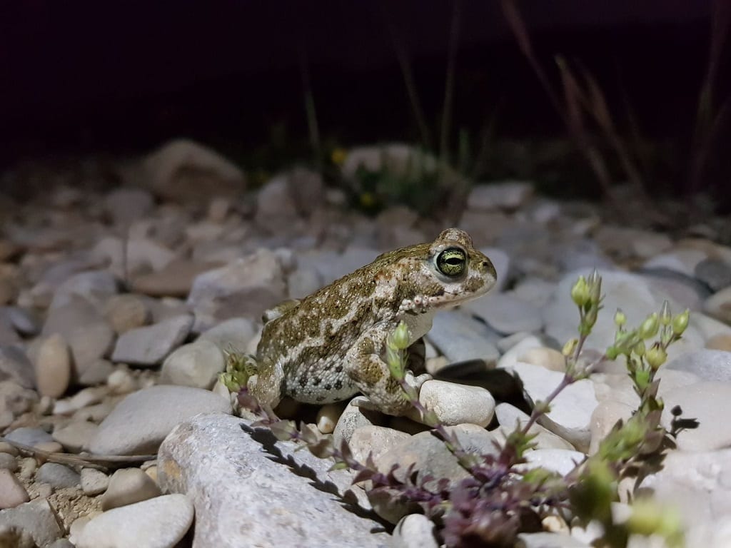 A small toad with olive-green, warty skin and a yellow-green eye, sitting on pale pebbles at night next to a small flowering plant.