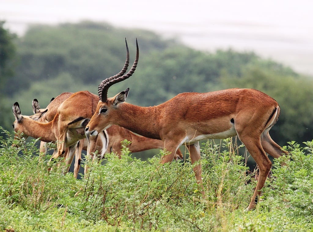 A male impala with curved horns and several females grazing among green shrubs.