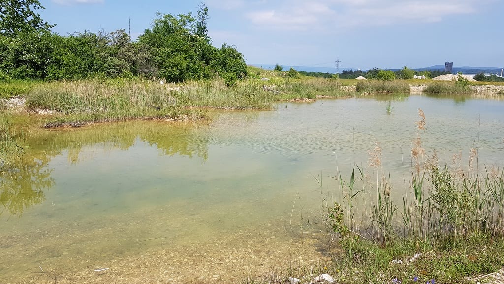 A shallow pond with clear water, surrounded by reeds, grass and bushes, on a sunny day.