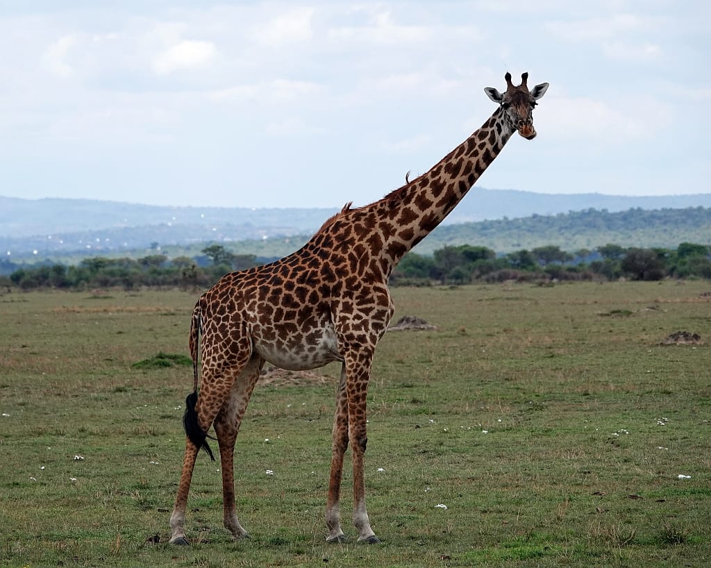 Female Masai giraffe in western Serengeti