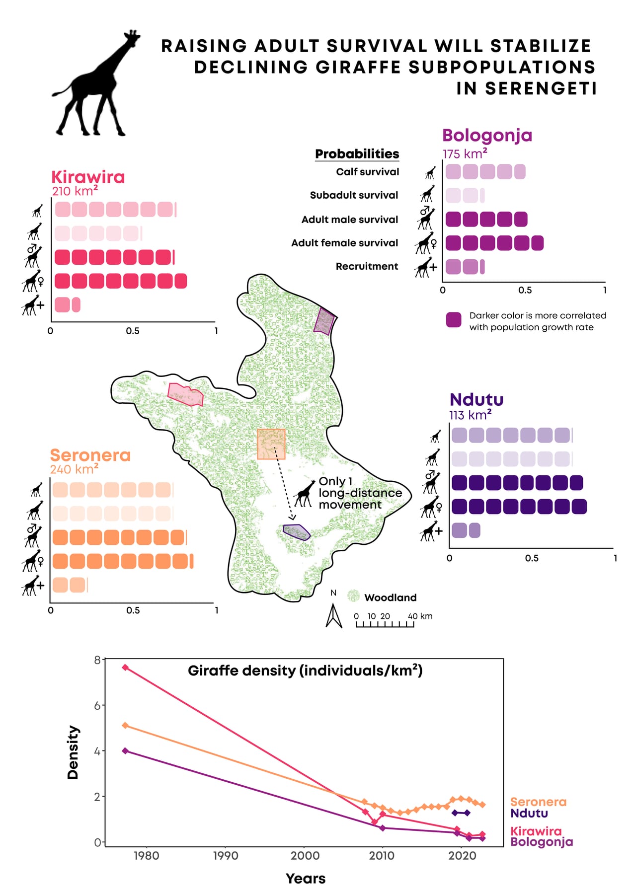 Infographic titled 'Raising adult survival will stabilize declining giraffe subpopulations in Serengeti'. A map of the Serengeti shows four study areas (Kirawira, Bologonja, Seronera and Ndutu), each with bars for the survival of calves, subadults, adult males and adult females and for recruitment. One arrow marks the only long-distance movement, from Seronera to Ndutu. A line graph below shows giraffe densities falling steeply from the late 1970s to around 2010, with Seronera then levelling off.