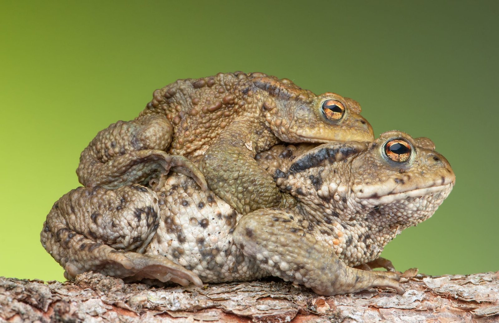 Two common toads on a branch against a green background, the smaller male clinging to the back of the larger female.