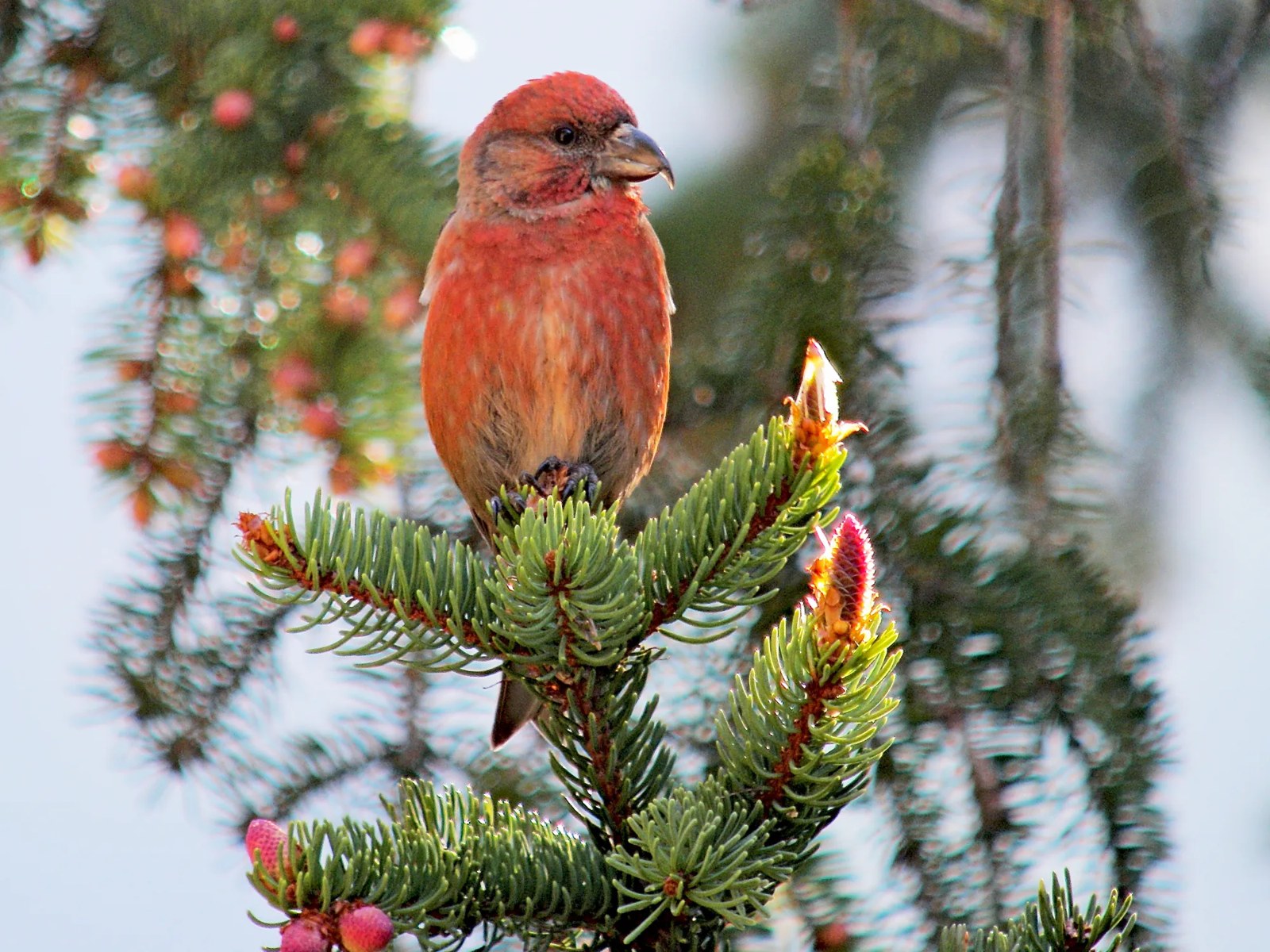A red male common crossbill perched on the tip of a spruce branch, its crossed beak visible.