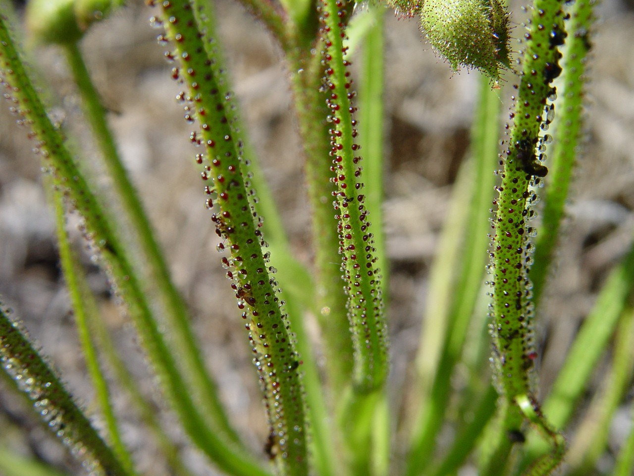 Close-up of thin green dewy pine leaves covered in red-tipped glands with glistening droplets, some with small dark insects stuck to them.