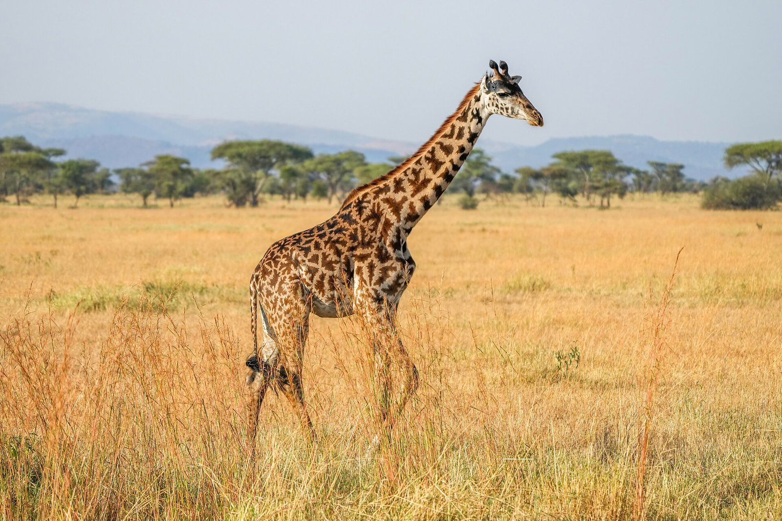 A Masai giraffe walking through tall golden grass, its jagged dark spots clearly visible, with acacia trees and hills behind.