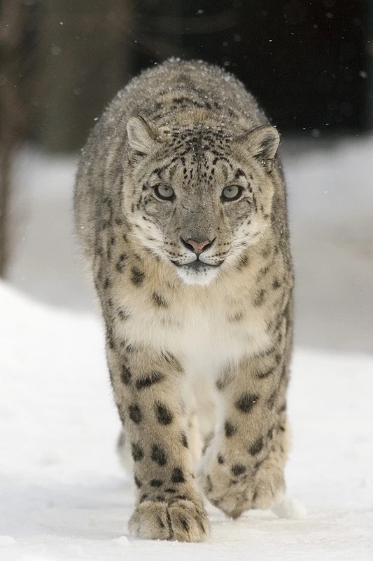 A snow leopard walking towards the camera through snow.