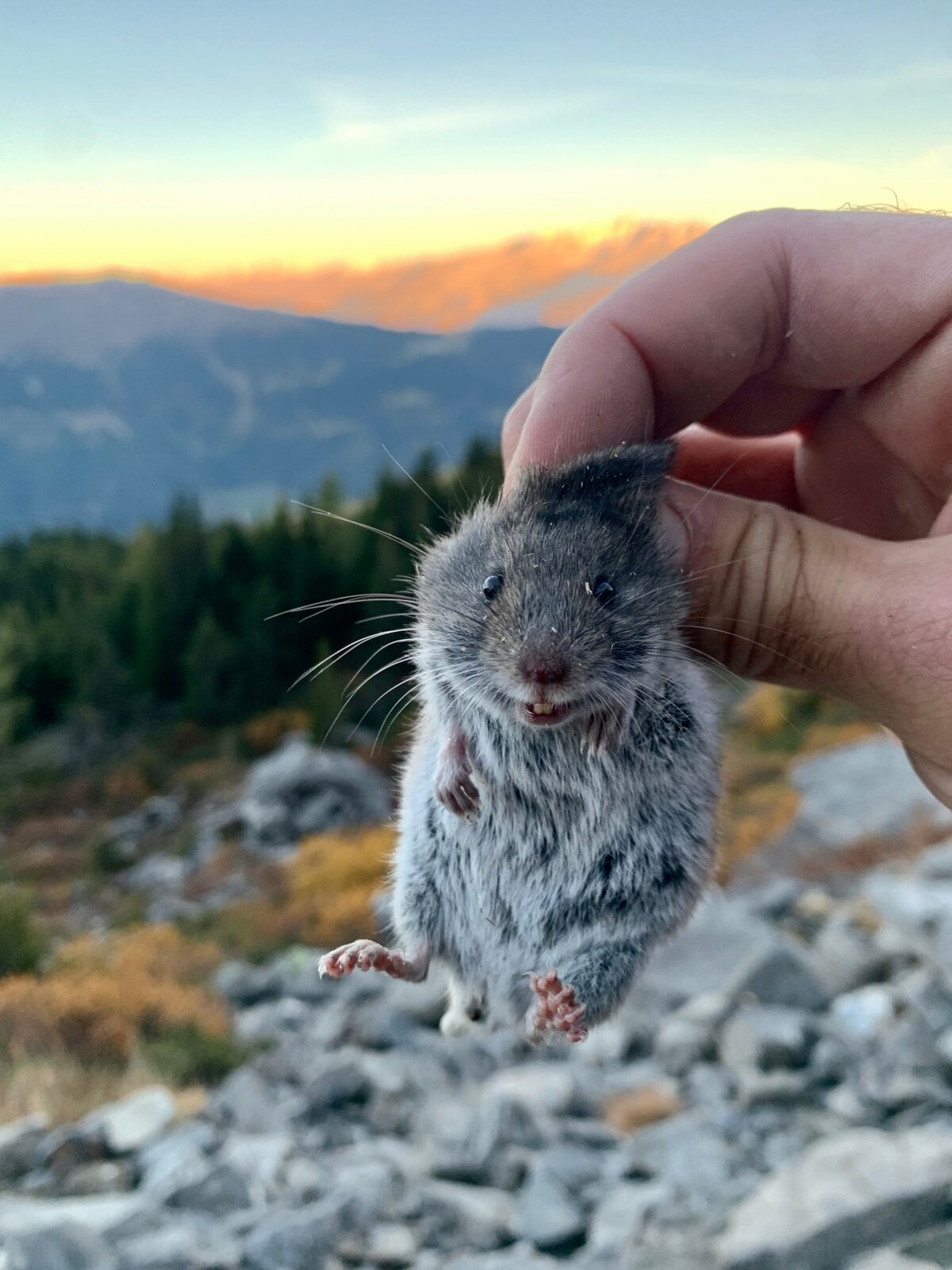 A snow vole held between two fingers, with scree and mountains in the background