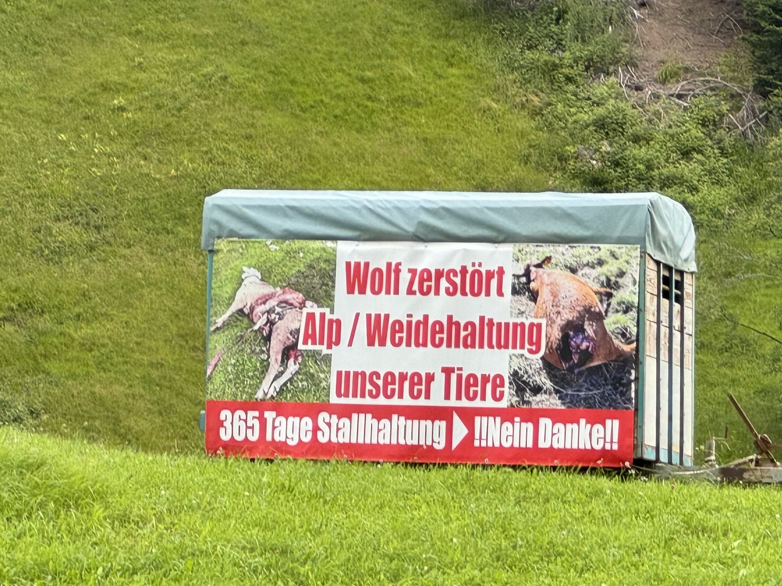 A covered livestock trailer in a green mountain meadow, with a large banner showing photos of livestock killed by wolves and the German text: Wolf zerstört Alp / Weidehaltung unserer Tiere. 365 Tage Stallhaltung – Nein Danke!