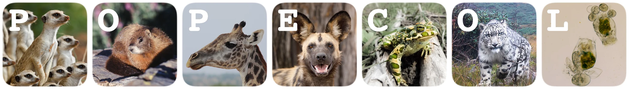 PopEcol: meerkats, marmot, giraffe, wild dog, green toad, snow leopard and rotifers