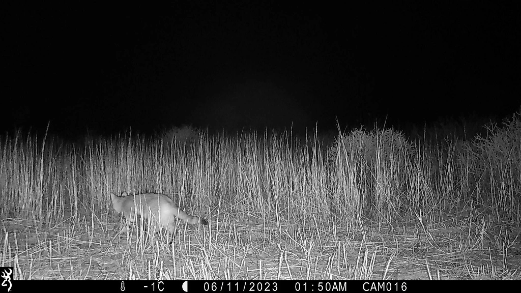 Camera-trap photo from the Kalahari grid.