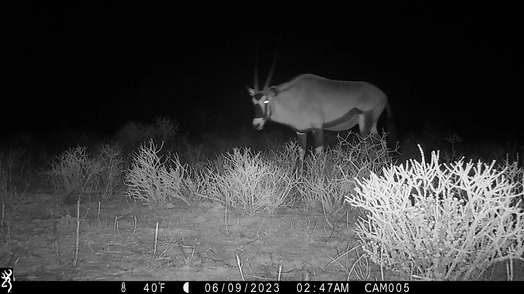 Camera-trap photo from the Kalahari grid.