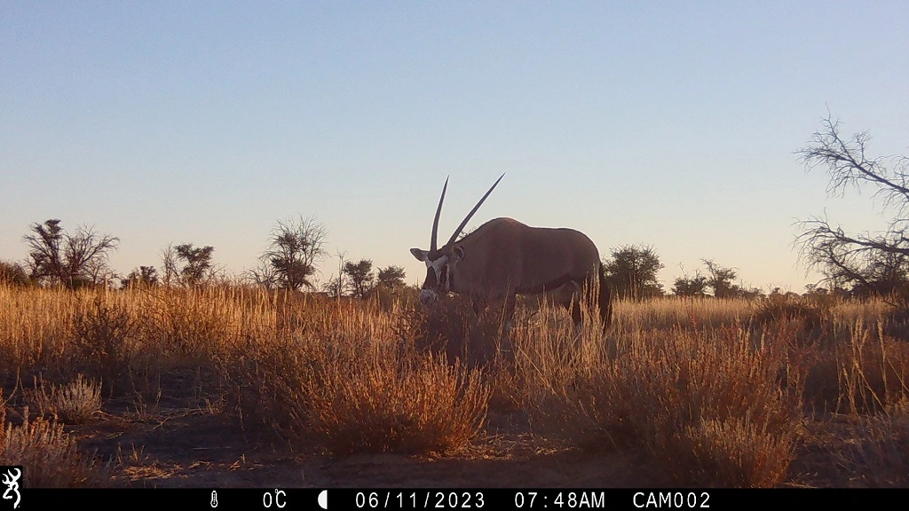 Camera-trap photo from the Kalahari grid.