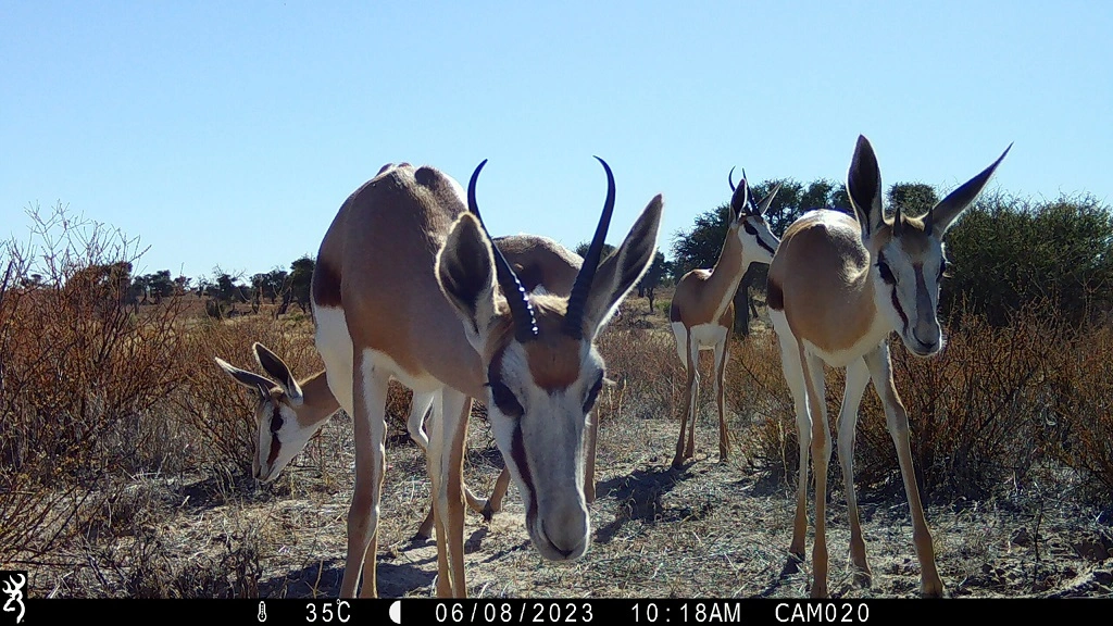 Camera-trap photo from the Kalahari grid.