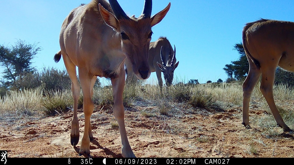 Camera-trap photo from the Kalahari grid.