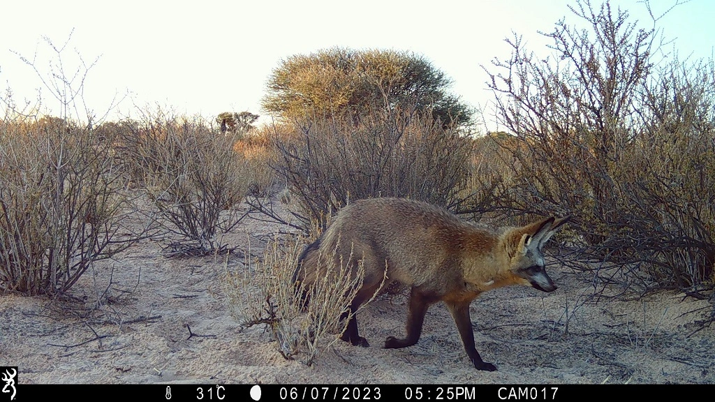 Camera-trap photo from the Kalahari grid.