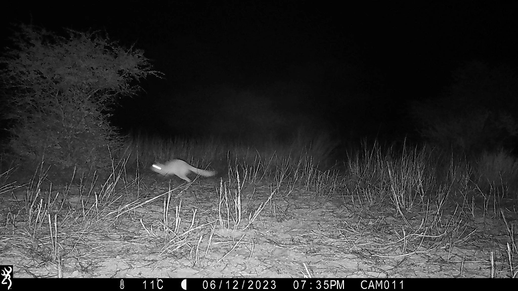 Camera-trap photo from the Kalahari grid.
