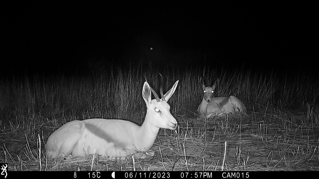 Camera-trap photo from the Kalahari grid.