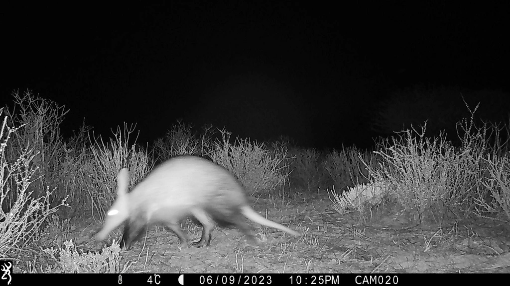 Camera-trap photo from the Kalahari grid.